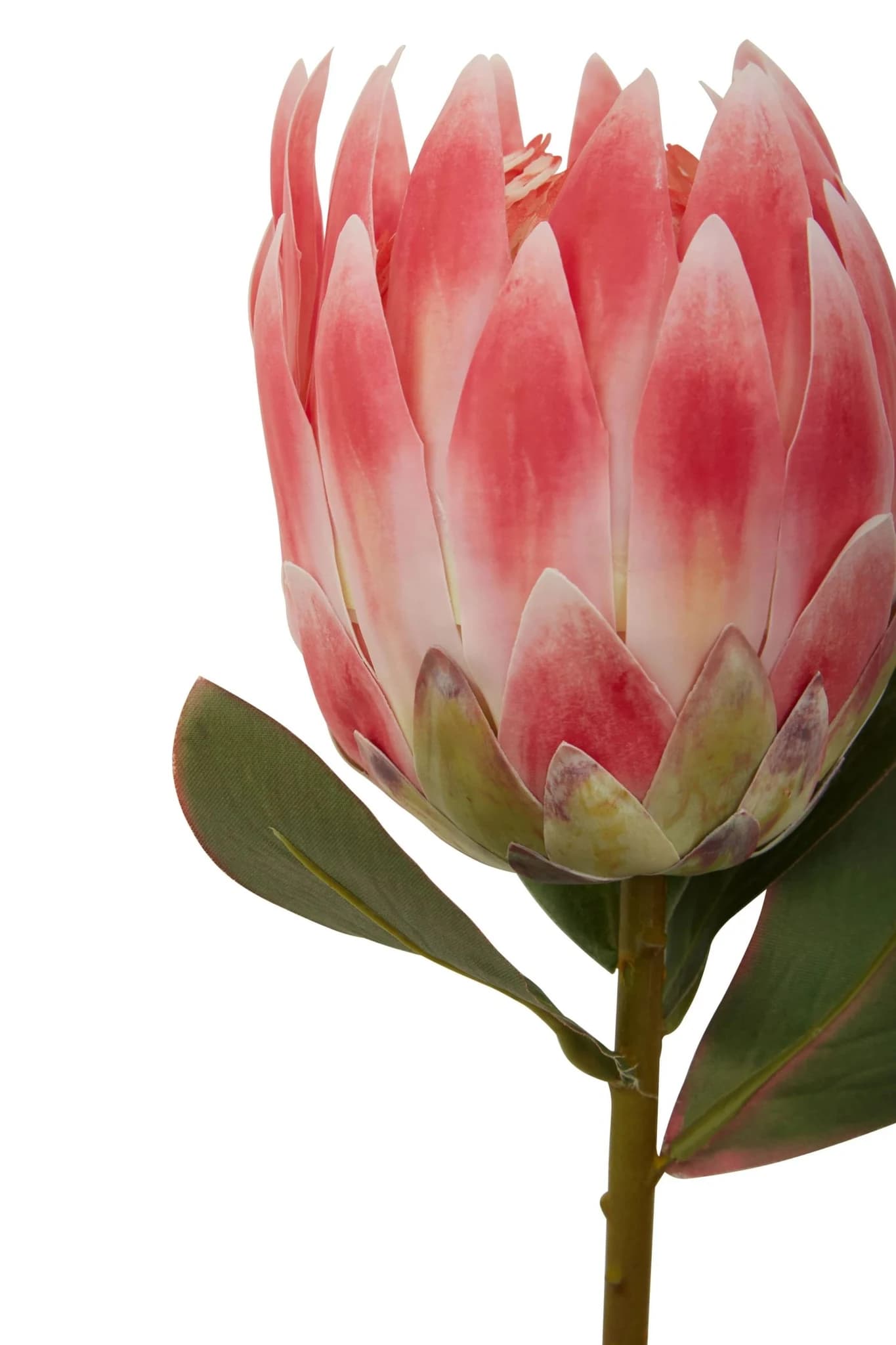 Fiori Pink Protea Flower Stem - Decorative, photo 6 of 7