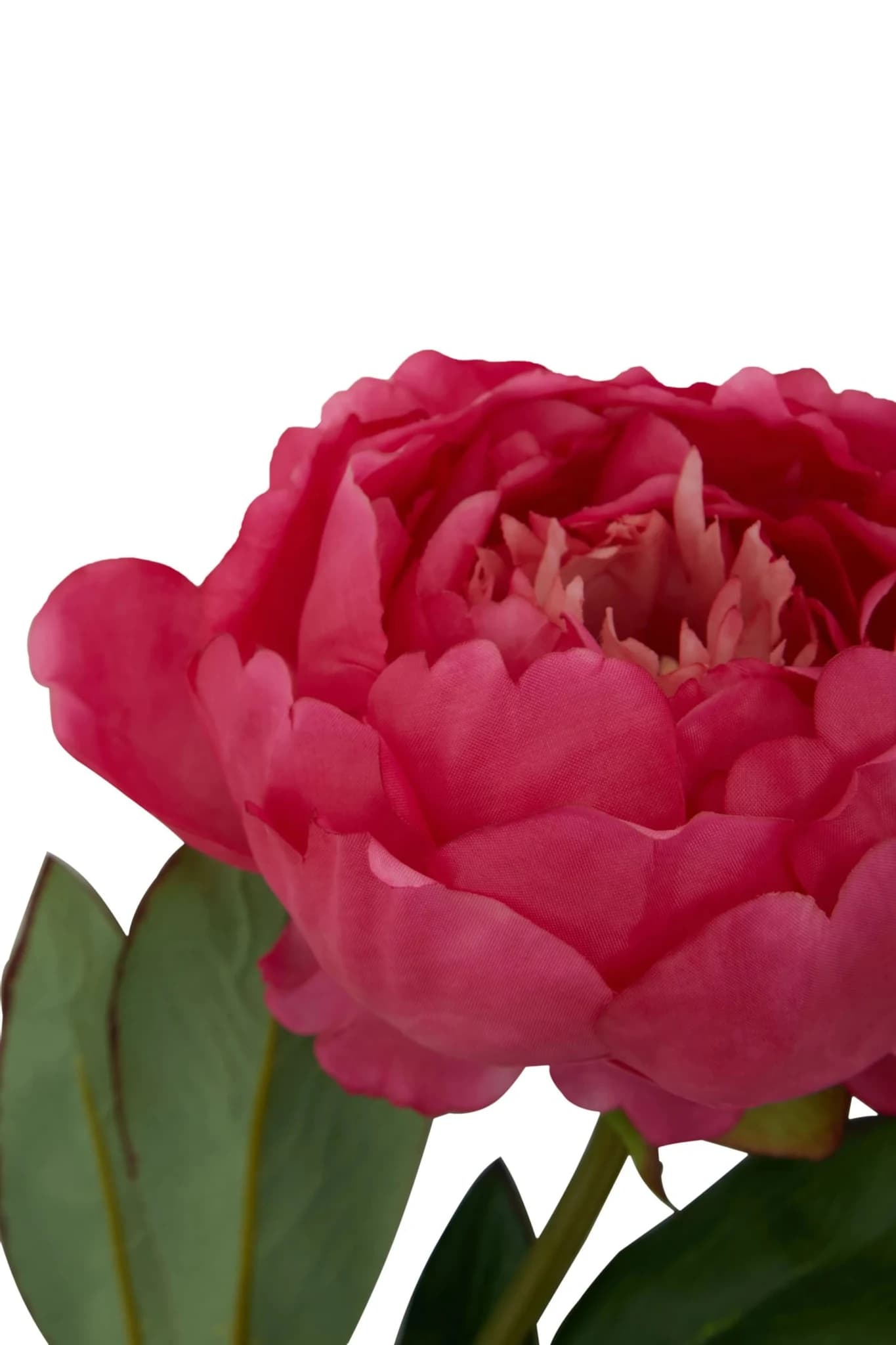 Fiori Fuchsia Peony Flower Stem - Decorative, photo 8 of 8