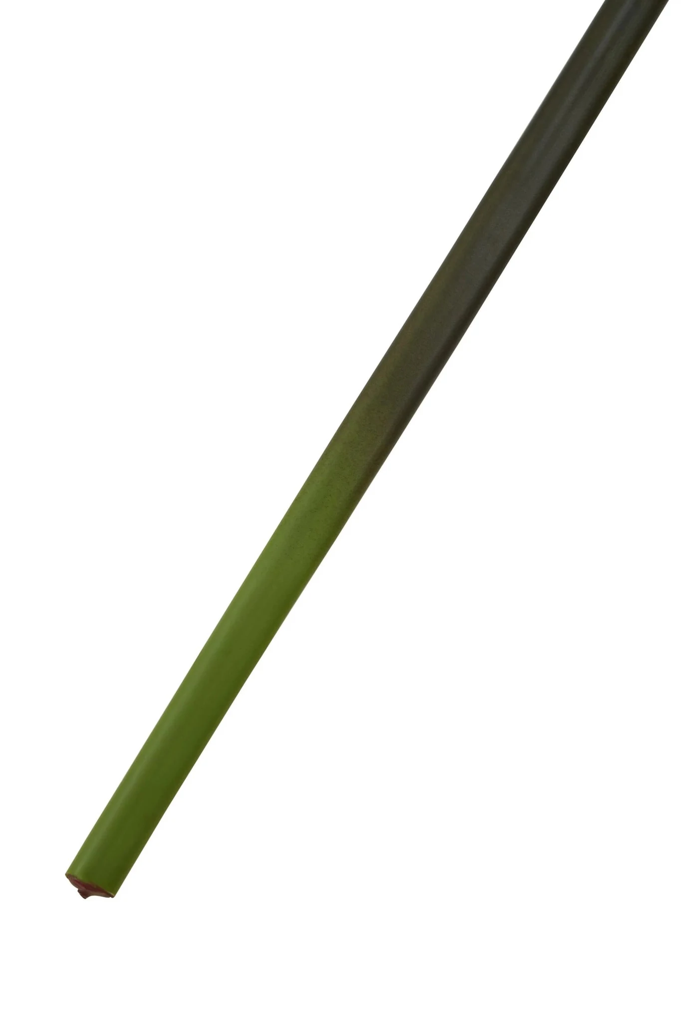 Fiori Tall Monstera Palm Stem - Decorative, photo 8 of 8