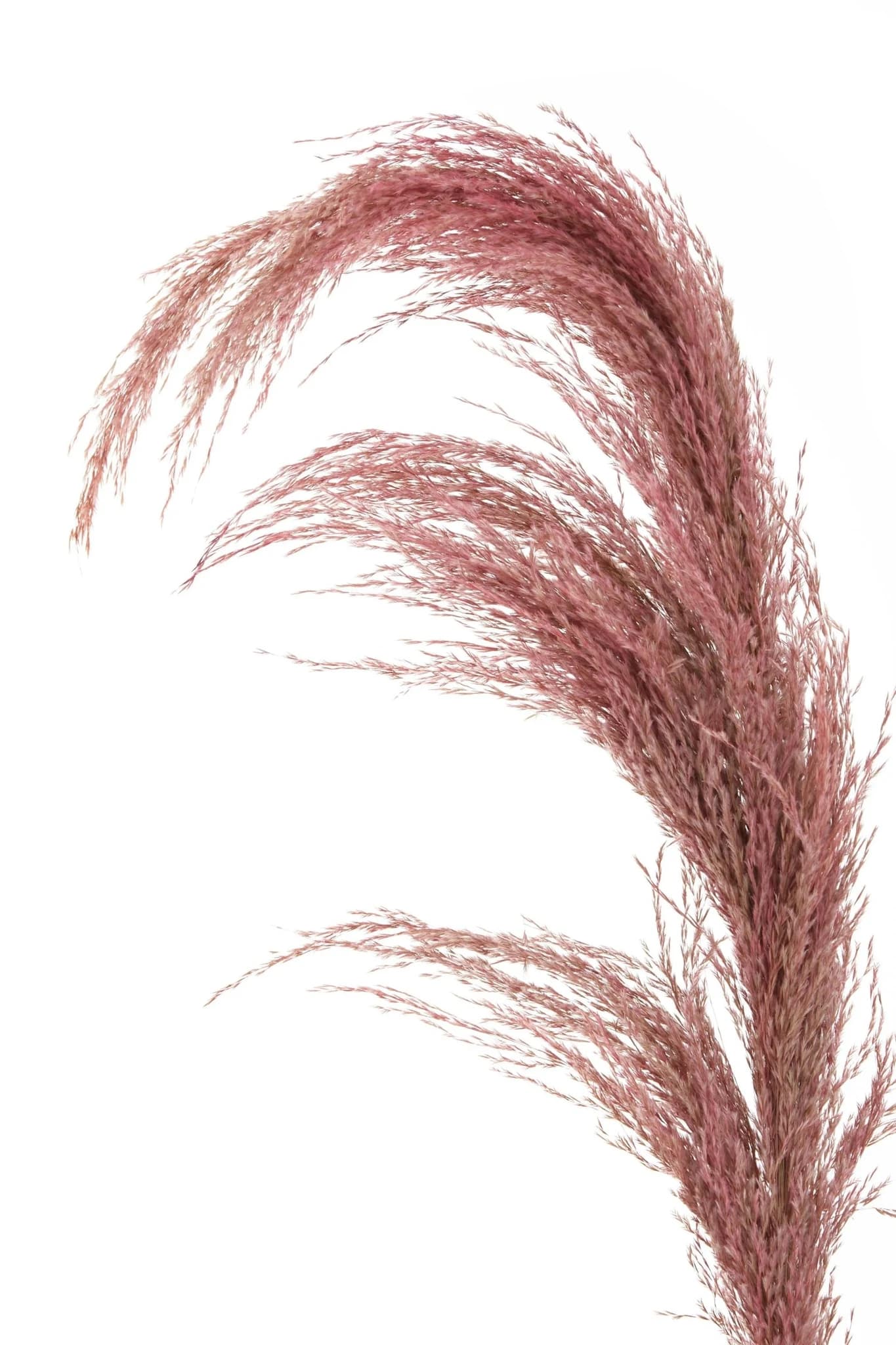 Fiori Tall Pink Pampas Grass Stem - Decorative, photo 8 of 8