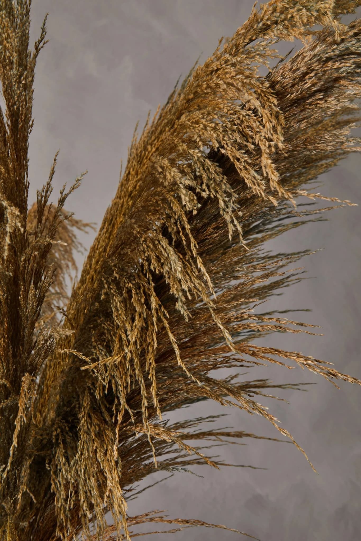 Fiori Blue Tall Pampas Grass Stem - Decorative, photo 4 of 8