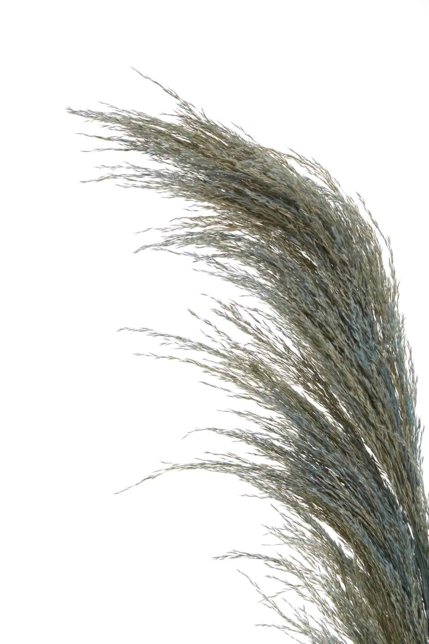 Fiori Blue Tall Pampas Grass Stem - Decorative, photo 8 of 8