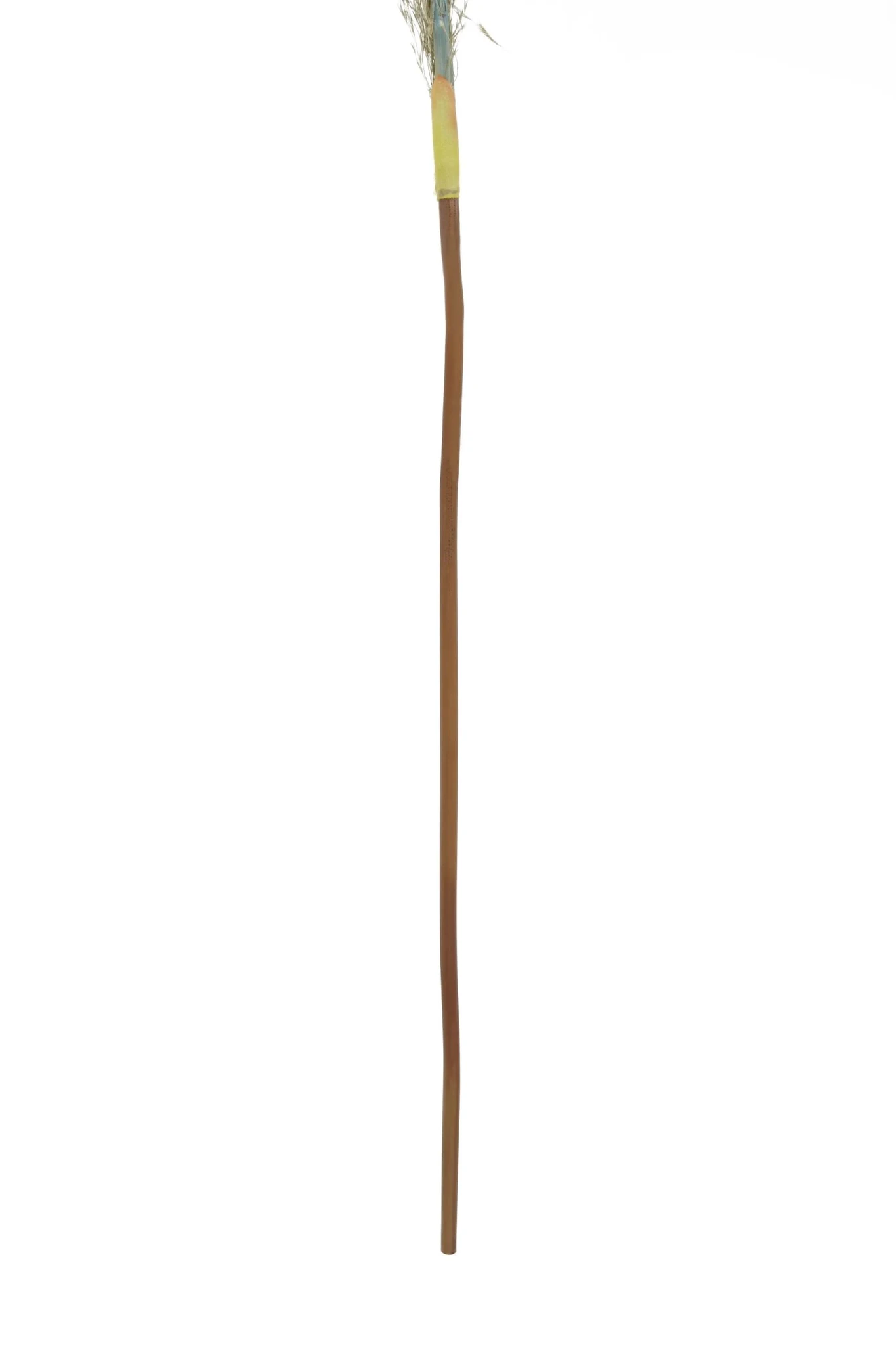 Fiori Blue Tall Pampas Grass Stem - Decorative, photo 7 of 8