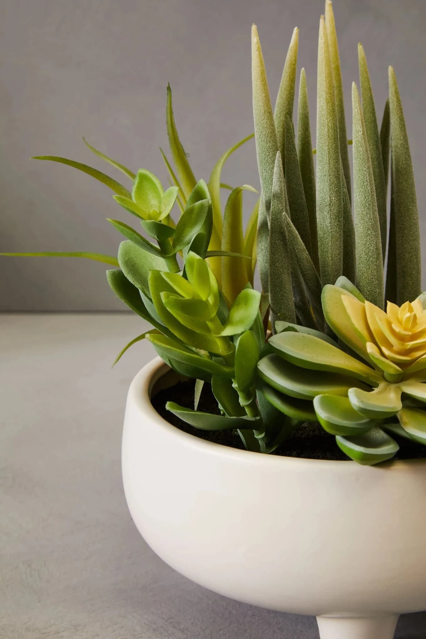 Fiori Mixed Succulents In Large White Ceramic Pot - Decorative, photo 7 of 8