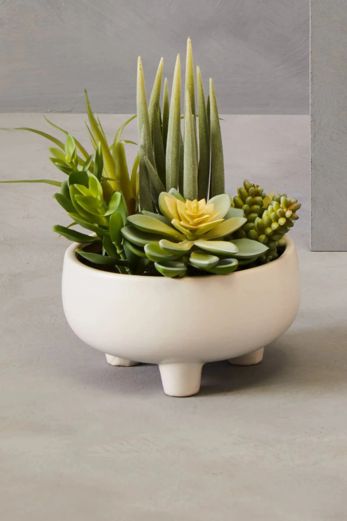 Fiori Mixed Succulents In Large White Ceramic Pot - Decorative, photo 6 of 8