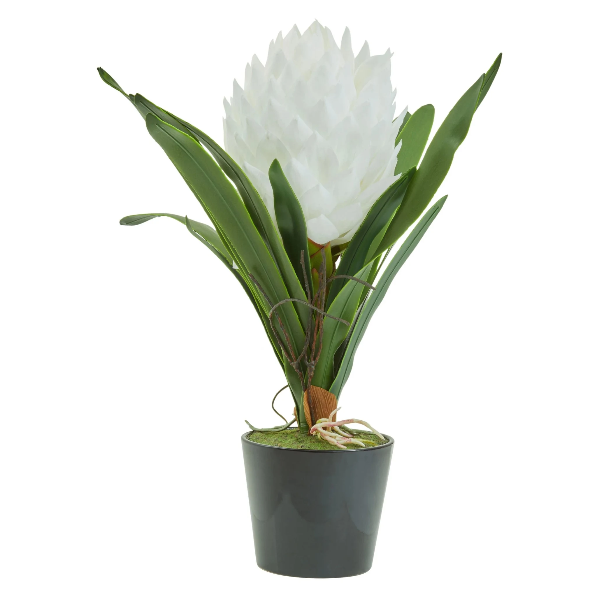 Fiori White Tropical Plant in Black Pot - Decorative, photo 6 of 8