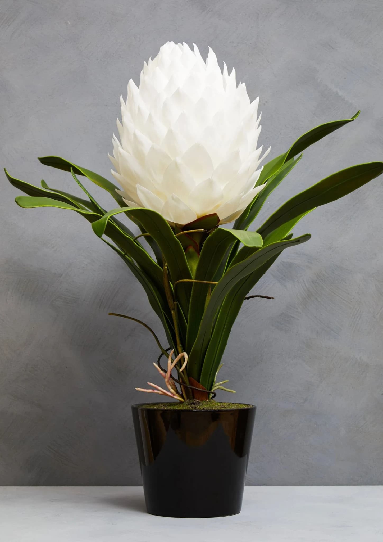 Fiori White Tropical Plant in Black Pot - Decorative, photo 4 of 8