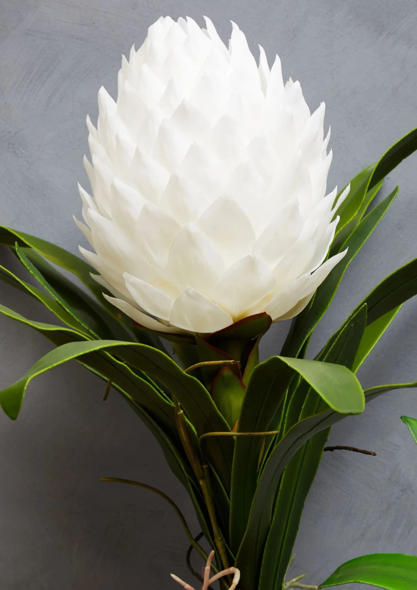 Fiori White Tropical Plant in Black Pot - Decorative, photo 3 of 8