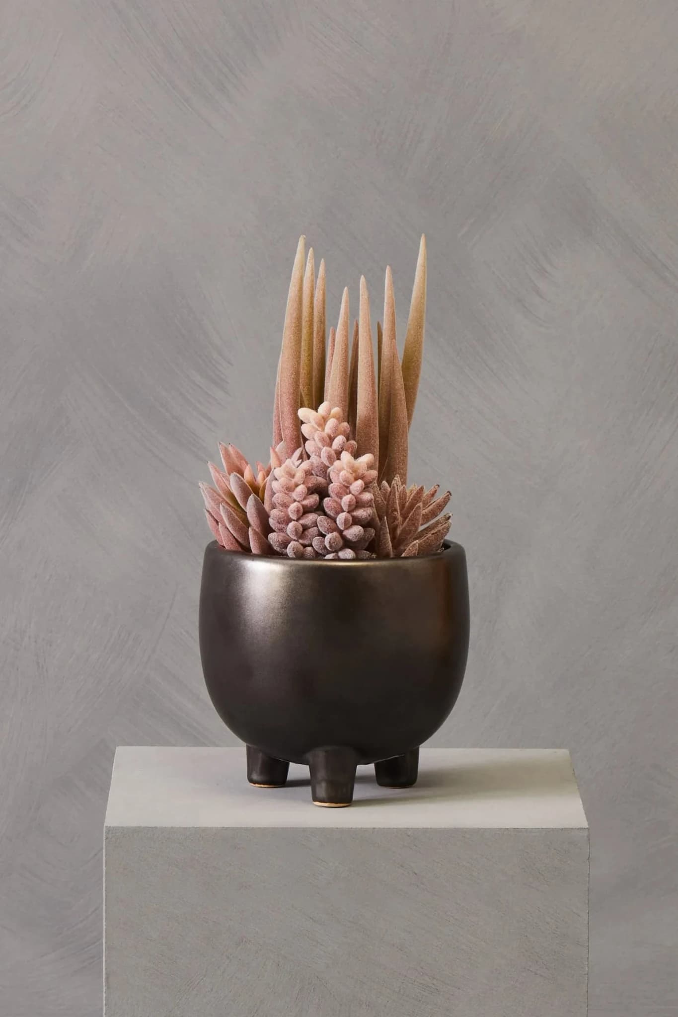Fiori Mixed Succulents In Small Grey Ceramic Pot - Decorative, photo 6 of 8