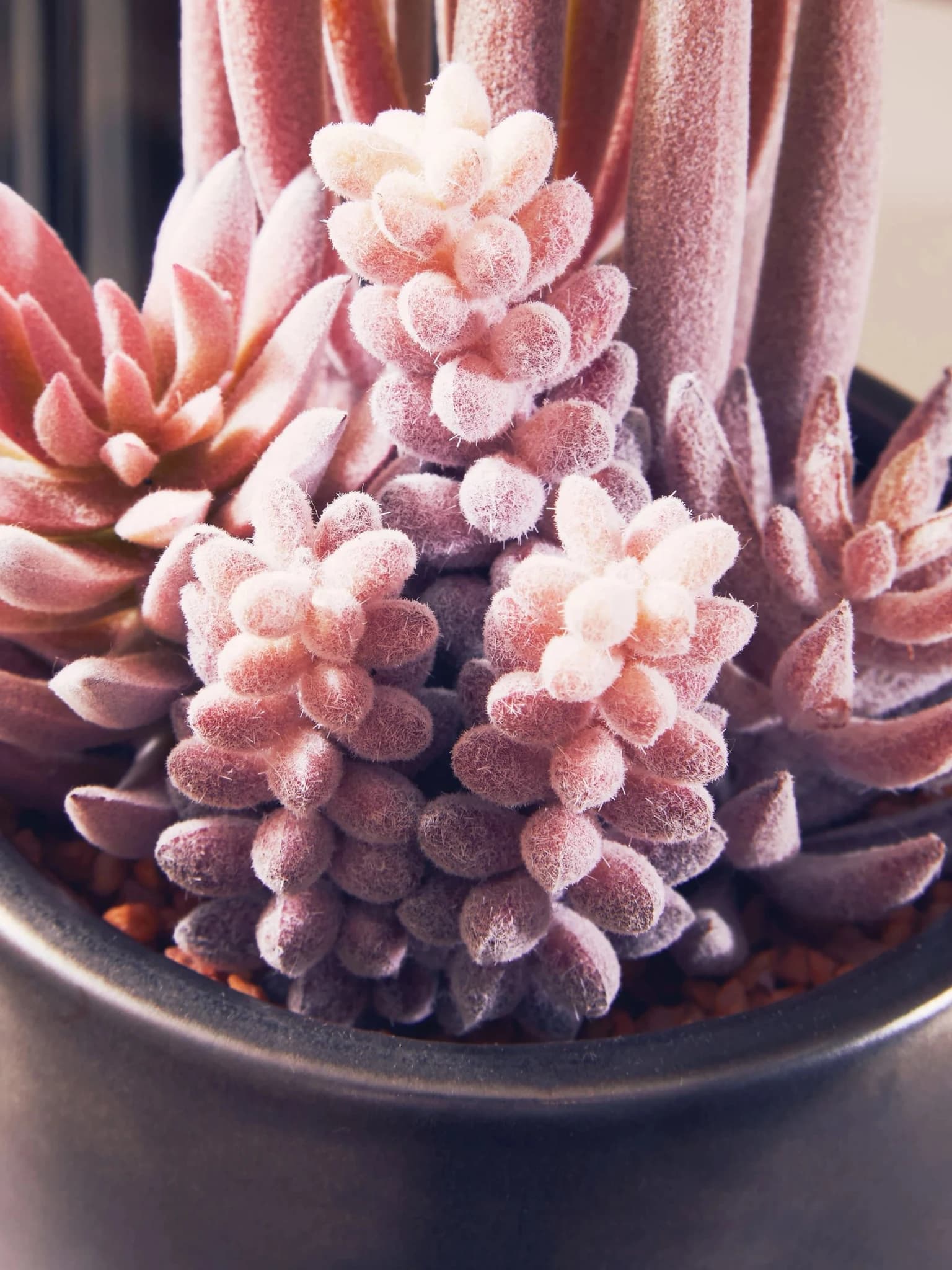 Fiori Mixed Succulents In Small Grey Ceramic Pot - Decorative, photo 2 of 8