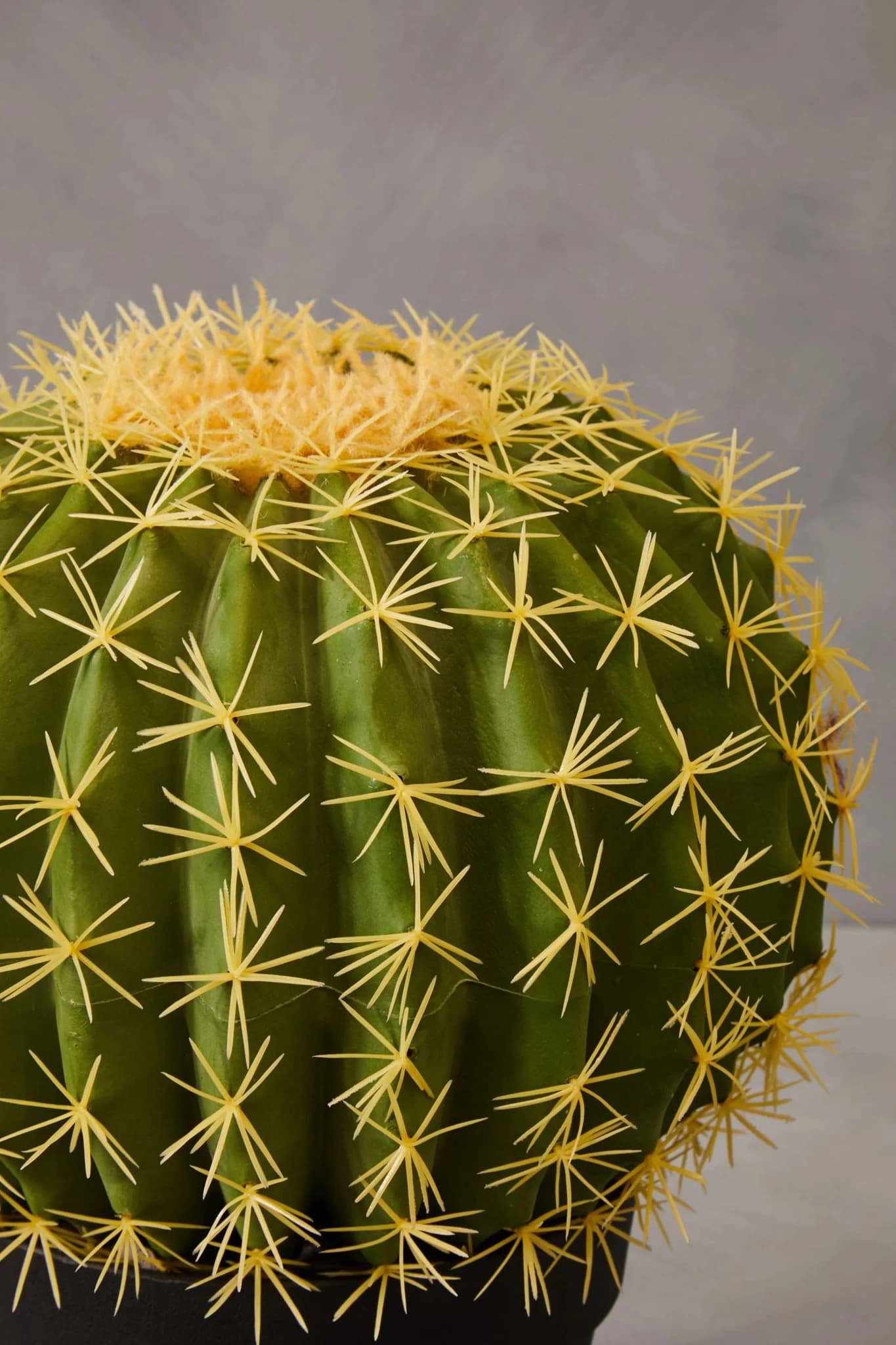 Fiori Round Cactus in Pot - Decorative, photo 7 of 8