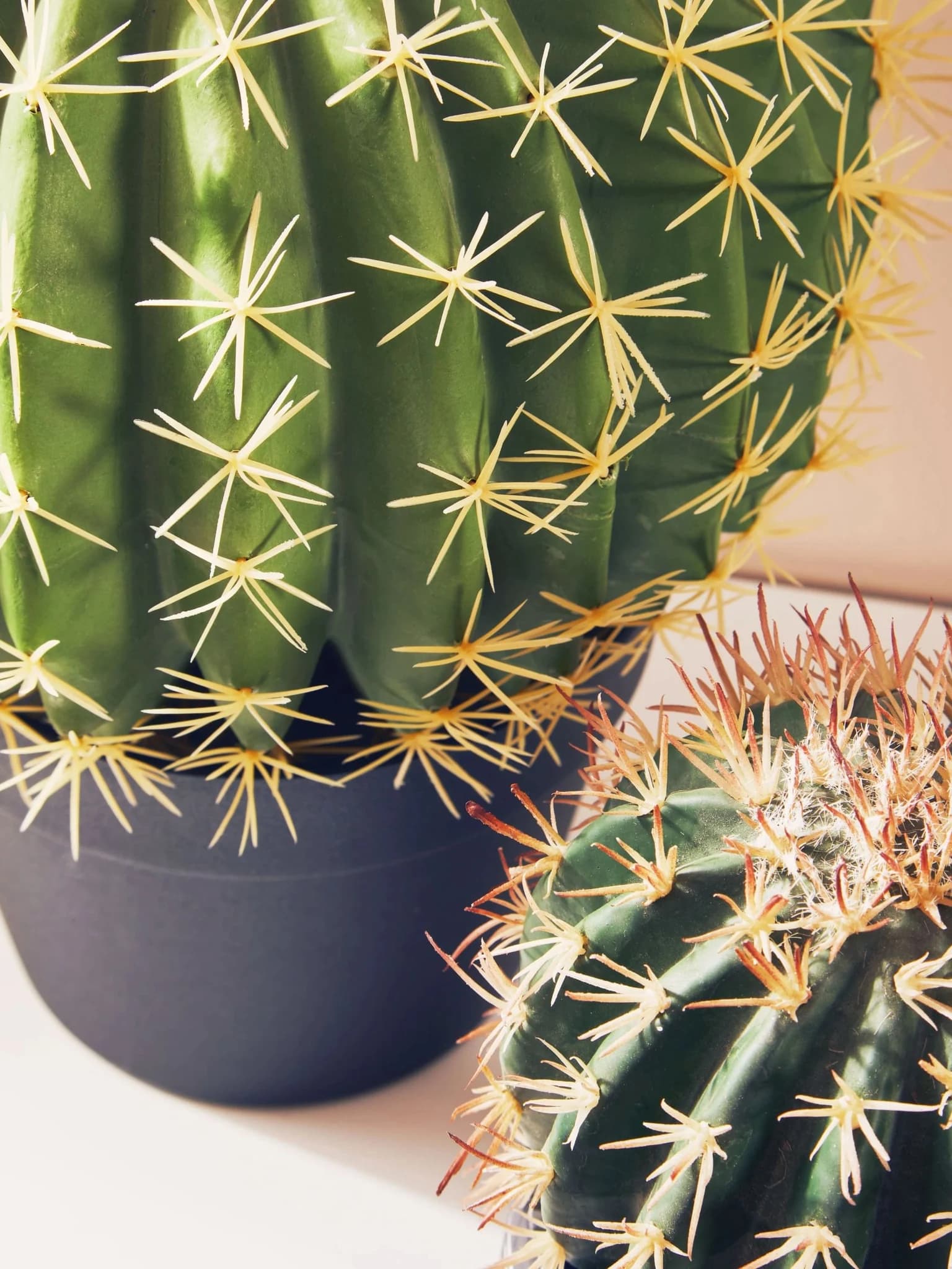 Fiori Round Cactus in Pot - Decorative, photo 4 of 8
