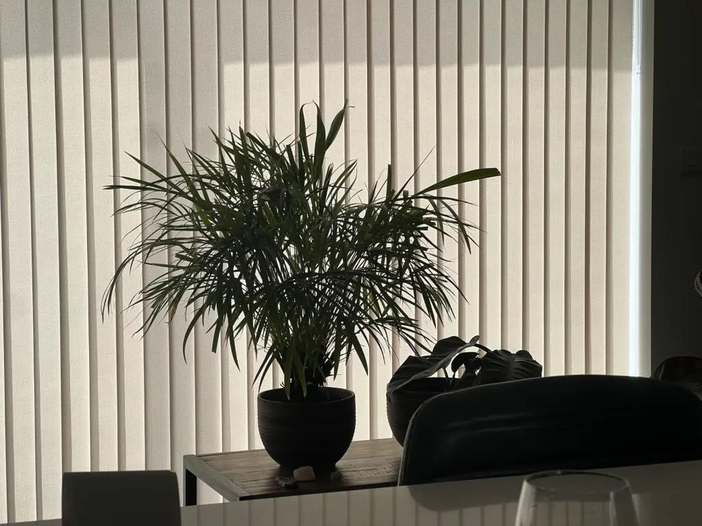 Light-filtering vertical blinds with an indoor palm in the foreground