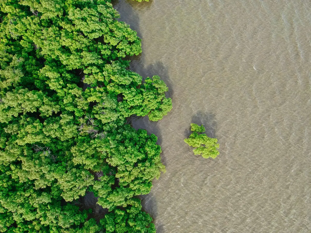 Aerial view of dense green woodland meeting shallow water