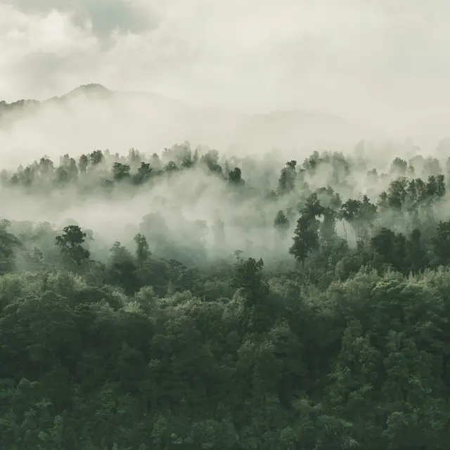 Mist drifting through a dense green forest canopy