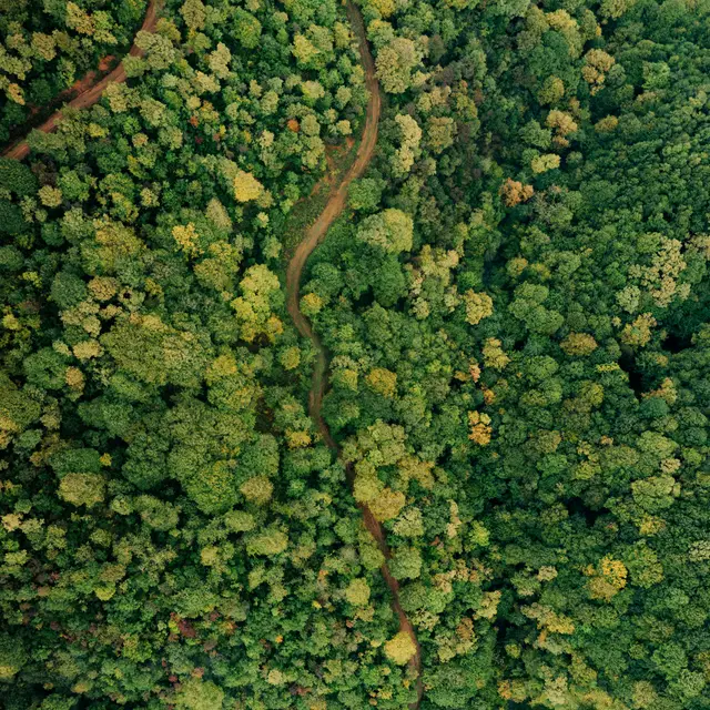 Aerial view of a dense green forest canopy with a winding dirt path
